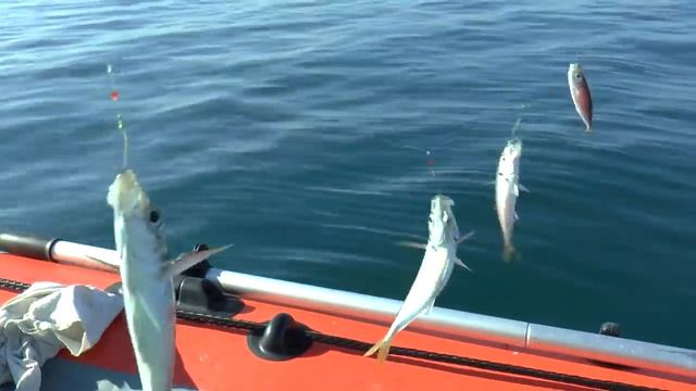 К берегам Севастополя пришла дорогая рыба смотреть онлайн