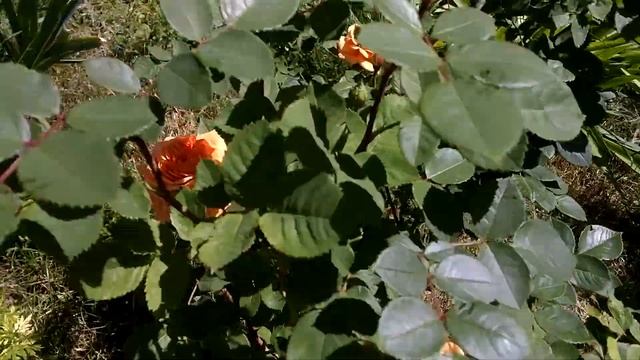 Роза Чарльз Остин (Charles Austin) смотреть онлайн