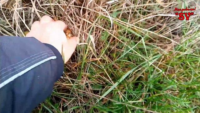 АКТИВНЫЙ ОТДЫХ, СОБРАЛИ ГРИБЫ, ПОЙМАЛИ ПЛОТВЫ НА ПЕСЧАНОМ КАРЬЕРЕ. смотреть онлайн