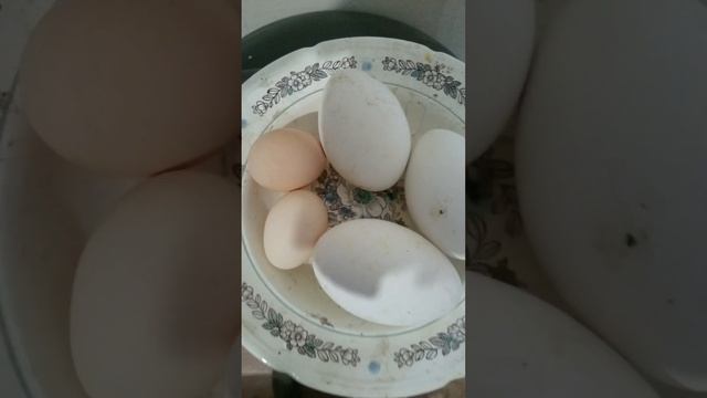 Гусыня несёт яйца в сентябре смотреть онлайн