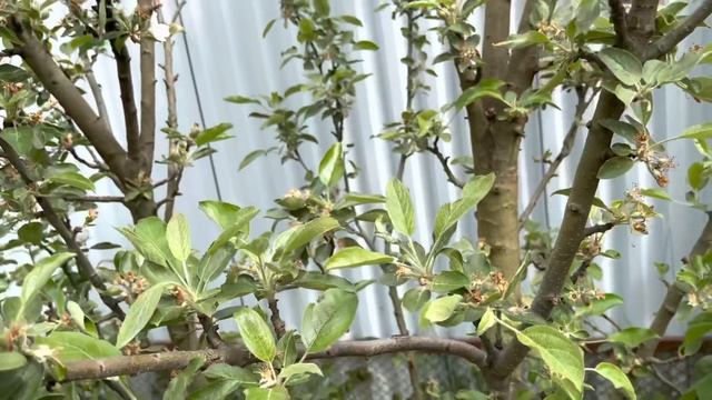 Моя любимая дача 5 июня 2021.❤️Обработала розы от тли. Прокосила участок. Небольшой обзор сада.❤️ смотреть онлайн