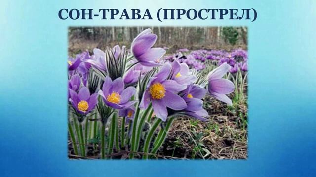 Тема 18. Весна – время пробуждения растений смотреть онлайн