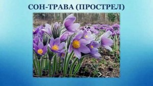 Тема 18. Весна – время пробуждения растений