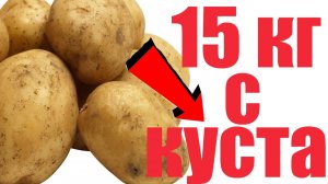 ТОЛЬКО ПРИ ТАКОЙ ПОСАДКЕ КАРТОФЕЛЯ БУДЕТ В 10 РАЗ БОЛЬШЕ! СУПЕР СПОСОБ.