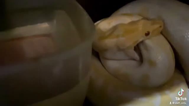 ❗️ЭКСКЛЮЗИВ ❗️ Питон Кронос настолько кровожаден, что чуть не съел самого себя! смотреть онлайн