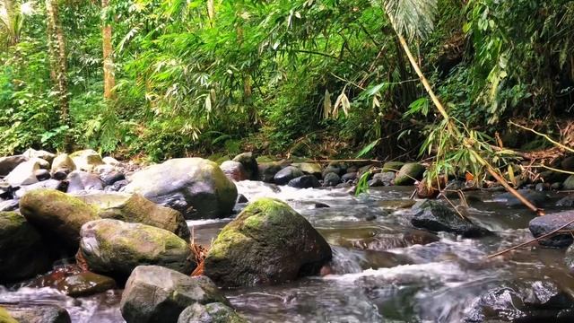 Relaxing River Sounds - Peaceful Forest River - Nature Video Eastjava Indonesia смотреть онлайн