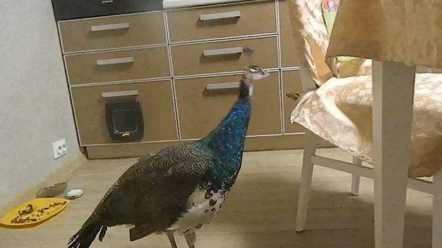 Мифы о содержании павлинов смотреть онлайн