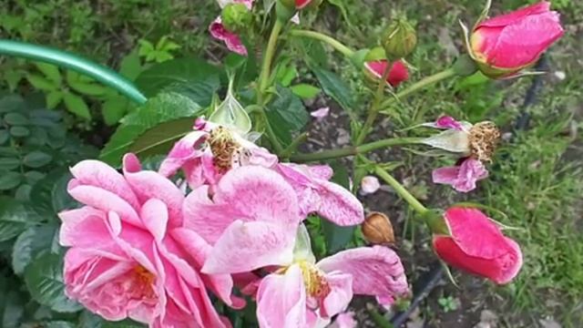 Ботанический Сад Июль 2016г Санкт Петербург смотреть онлайн