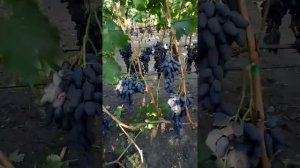 Виноград Граф Монтекристо, Ромео, Осенний Королевский Оригинал чёрный, Руслан. 4 сентября 2018 г.