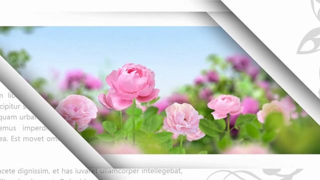 Interactive presentation template "Flowers" / Интерактивный шаблон презентации "Цветы" смотреть онлайн