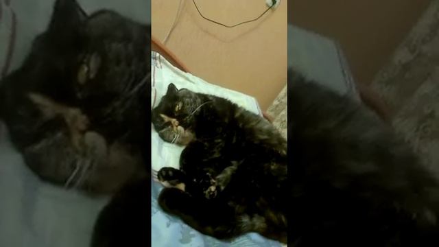 Хотите избавиться от храпа,заведите британца смотреть онлайн