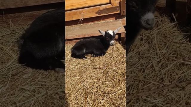 Тимур и Тема. Козлики карликовые ☀️ смотреть онлайн