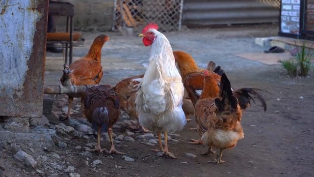 Cooking The Best Three Sisters DOLMA in the Country House! Traditional Azerbaijani Food! Rural Life смотреть онлайн