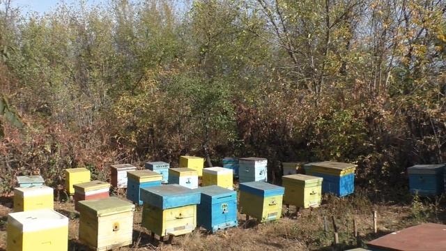 КАК ЗАВЕСТИ ПАСЕКУ? СОВЕТЫ НАЧИНАЮЩЕМУ. смотреть онлайн