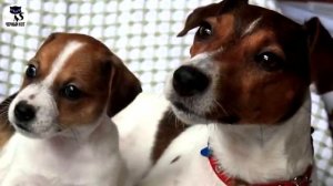 ✔Джек-рассел: 5 причин не заводить эту породу