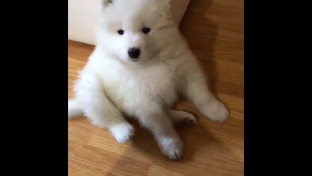 Щенок самоеда выпрашивает бутерброд смотреть онлайн