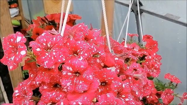 Петуния покорившая меня: Surprise Sparkling Red !!! |Петуния  Новинка Звездной серии.|Петуния  2021