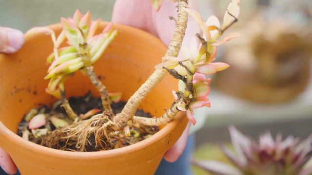 How To Repot Succulents & When Is The Perfect Time 🪴 // Important Tips for Beginners ✔️ смотреть онлайн