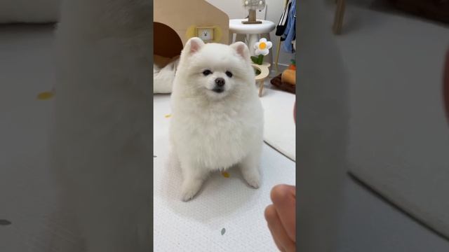 강아지 6개월과 6살의 묘한 차이 смотреть онлайн