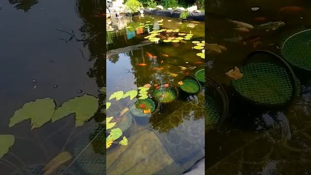 Пруд с Биоплато в Сибири (июль 2020) смотреть онлайн