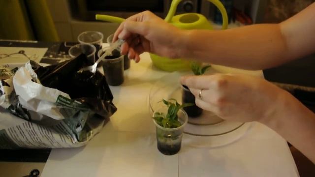 Фуксия. Пересадка.