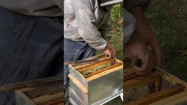 Как пчеловод добывает мед смотреть онлайн