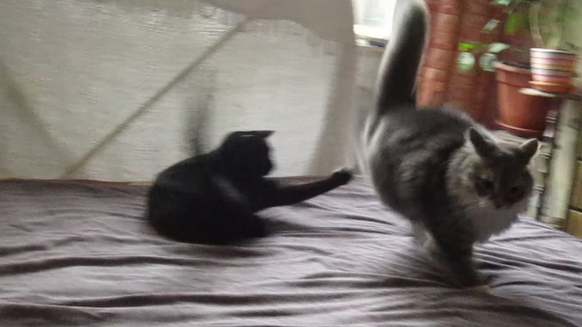 Смешные коты смотреть онлайн