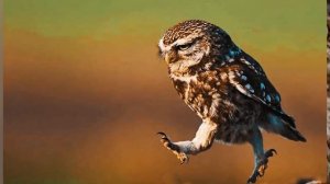 10 очень интересных фактов о совах