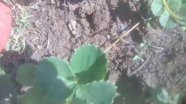 Клубника сорт мурано. Ремонтантная смотреть онлайн