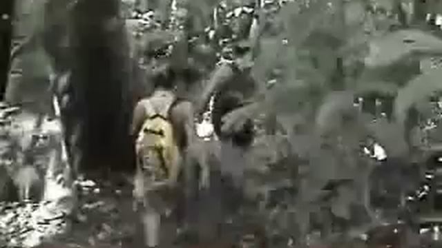 Parque Nacional Corcovado - Corcovado National Park & Reserve, Costa Rica смотреть онлайн