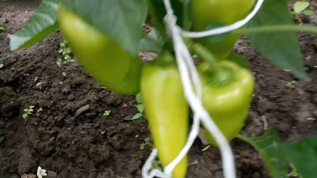 Борьба со слизнями в парнике