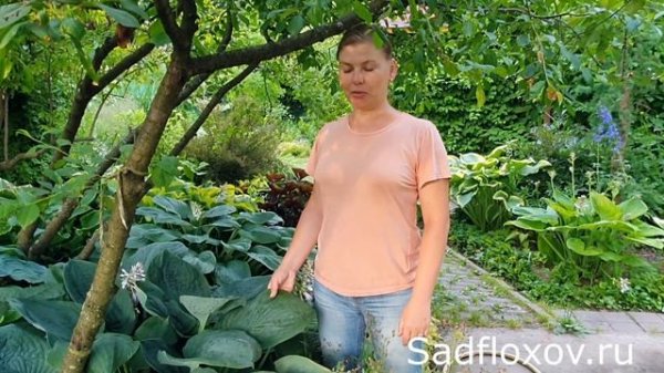 Хосты гиганты, обзор самых больших хост в моем саду 6+