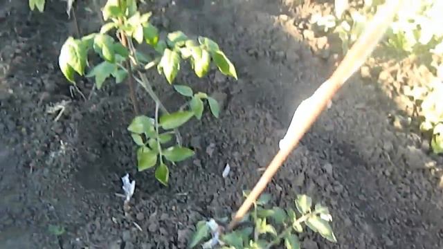 Высадка рассады закончена. Поздние тюльпаны. Настала жара! смотреть онлайн