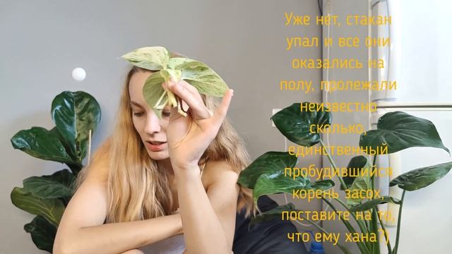 РАСПАКОВКА РАСТЕНИЙ|НОВЫЕ ФИЛЫ|СИНГОНИУМ ПИНК СПОТ|БОЛТАЛКА|КАК Я ВЫБИРАЛА МИКРОФОН смотреть онлайн