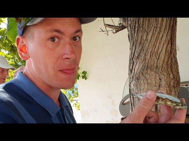 Впервые пробую устриц в Севастополе смотреть онлайн