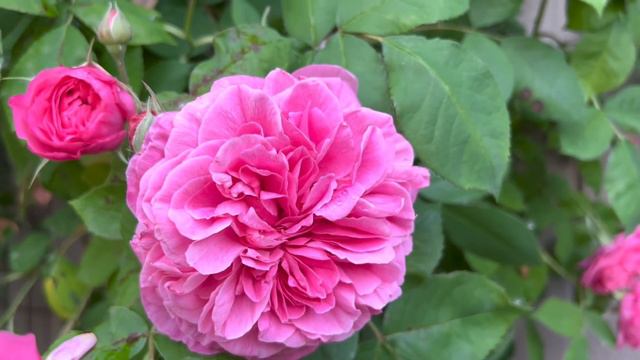 GERTRUDE JEKYLL( Climbing Rose) By David Austin May 28,2022 смотреть онлайн