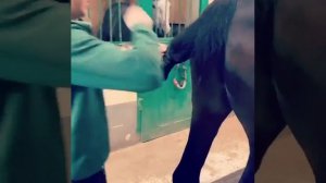 Как завязывать хвост лошади