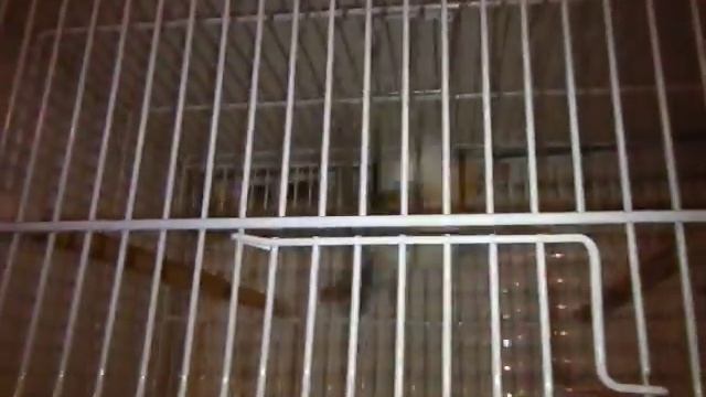 ЗЕРНОЯДНЫЕ ПЕВЧИЕ ПТИЦЫ ПОДМОСКОВЬЯ В КВАРТИРЕ :) смотреть онлайн