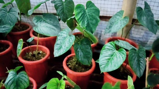 Tanaman Sultan Harga Ikinimis