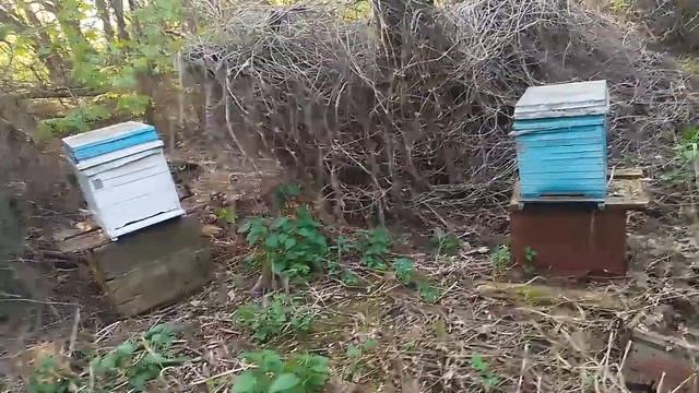 Где ставить ловушки для пчёл роёв смотреть онлайн