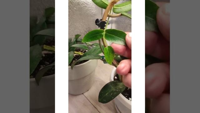 Tęsiame augaliukų pasirodymą fazendoje?2023-01-07?Продолжаем показ растюшек на фазенде смотреть онлайн