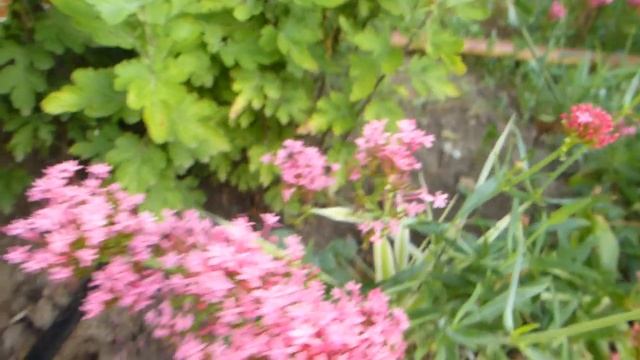 Красавец кентрантус. Как обрезать,чтобы цвёл всё лето.