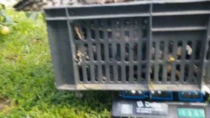 Индюки Биг-6 и Бронза708. Вес в возрасте 5мес.