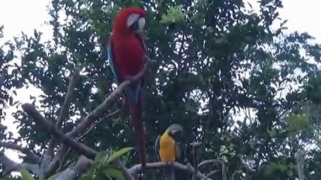 Подорож лабораторією живої природи смотреть онлайн