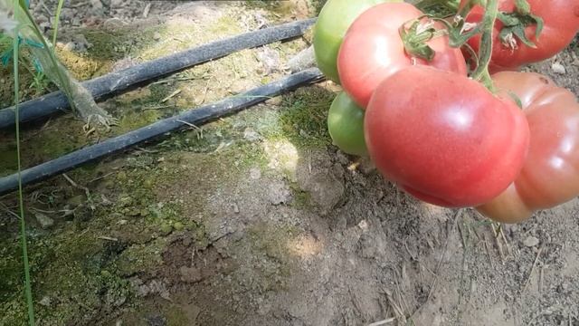 Крупный, урожайный розовый томат ТОМ 02047 F1 (27-05-2018) смотреть онлайн