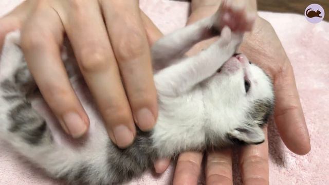 Adorable Rescue Kittens: Growing Up Small from Day 19 to 20 🐾🍼 смотреть онлайн