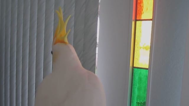 Talking Sulphur Crested Cockatoo смотреть онлайн