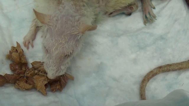 Моя крыса умирает смотреть онлайн