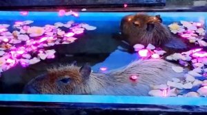 кэшзло перзалив 2