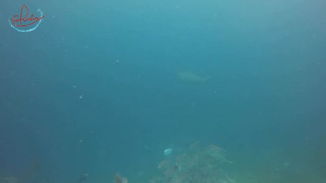 Shark and Fish Thunder with Coralia Liveaboard in Raja Ampat смотреть онлайн